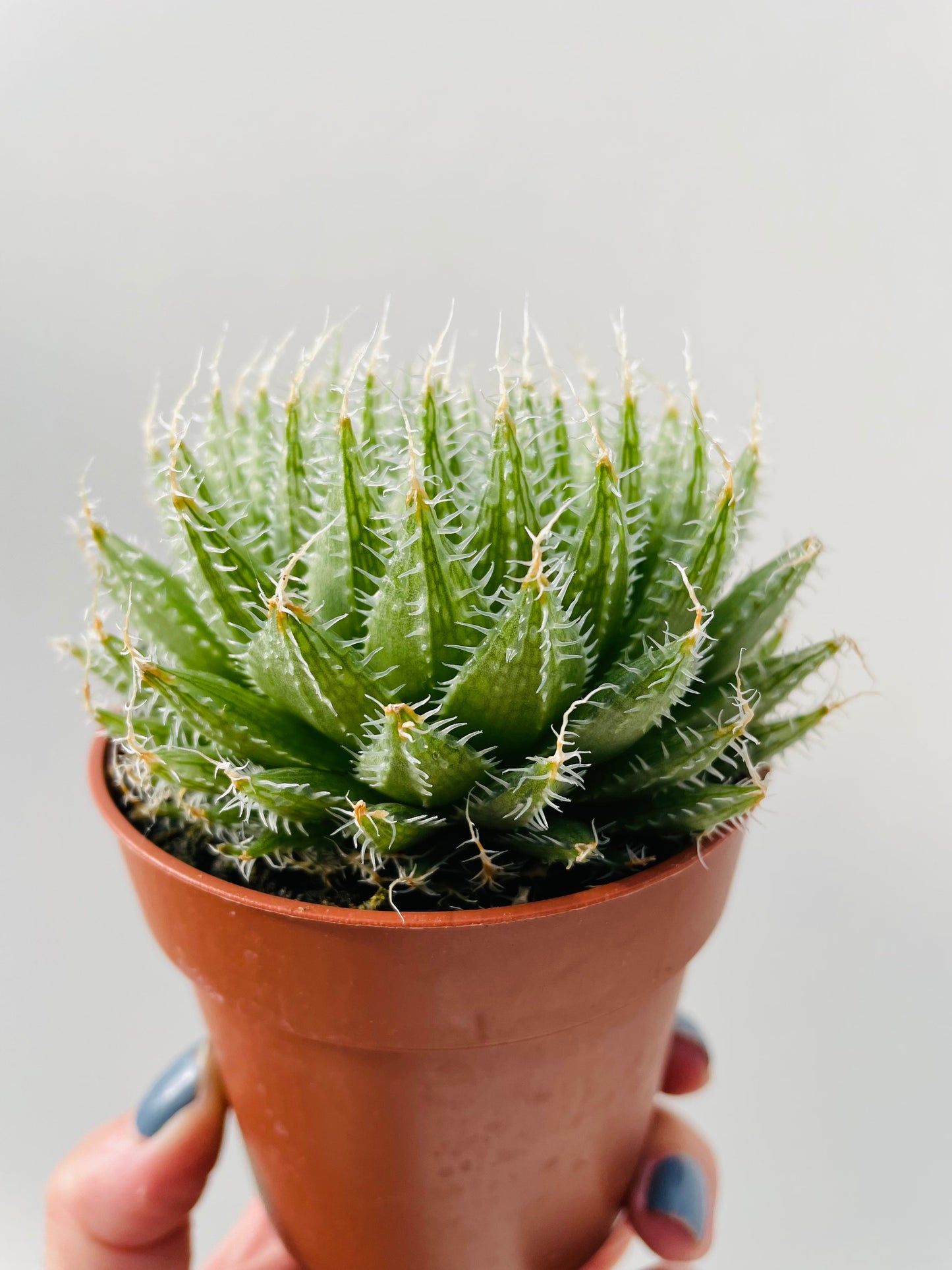 Bilde av Aloe arachnoidea 9 cm potte-Spanne Plantesalg