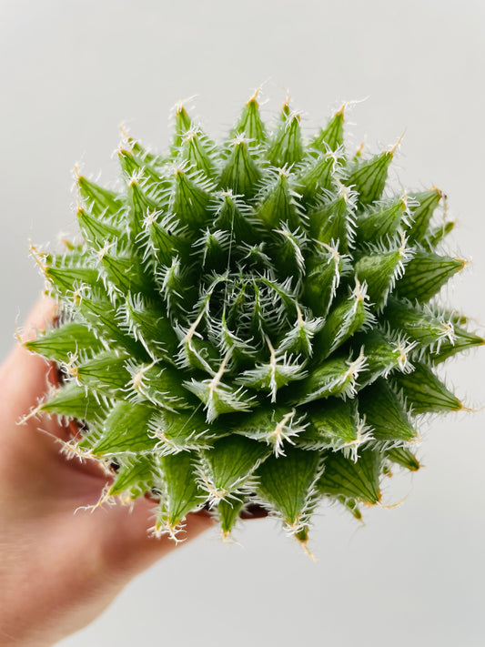 Bilde av Aloe arachnoidea 9 cm potte-Spanne Plantesalg