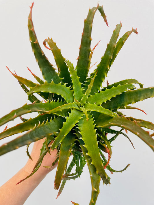 Bilde av Aloe arborescens-Spanne Plantesalg
