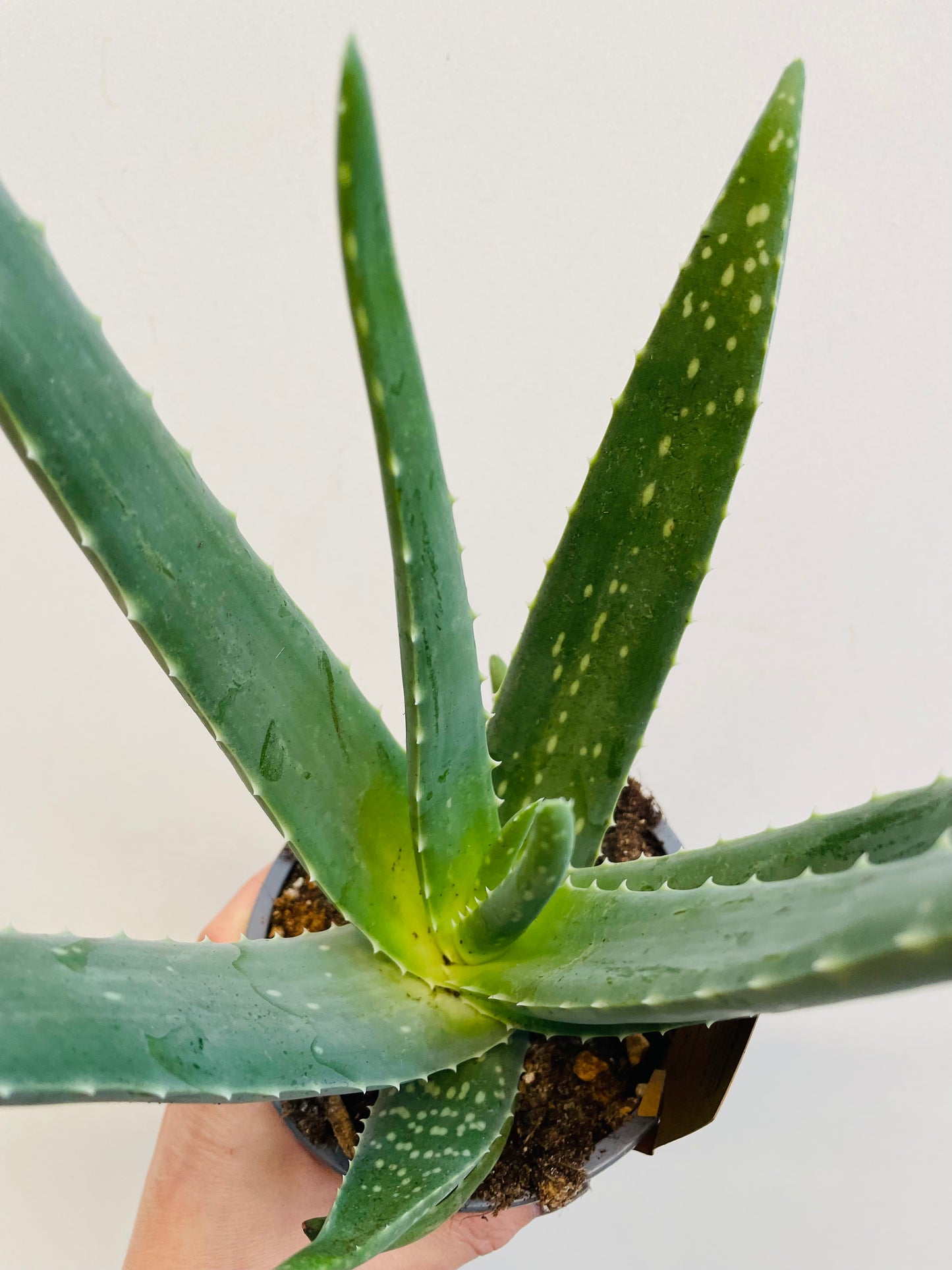 Bilde av Aloe Vera-Spanne Plantesalg