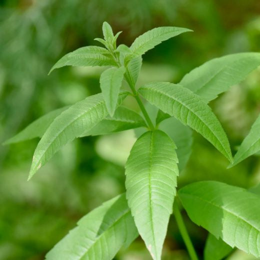 Bilde av ALOYSIA TRIPHYLLA /SITRON VERBENA-Spanne Plantesalg