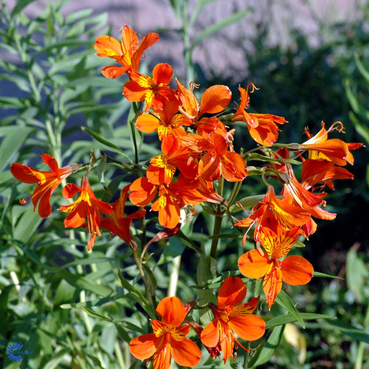 Bilde av Alstroemeria a. 'Orange King'-Spanne Plantesalg