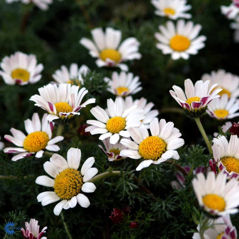 Bilde av Anacyclus pyrethrum 'Silberkissen'-Spanne Plantesalg