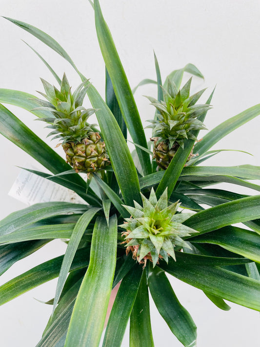Bilde av Ananas-Spanne Plantesalg