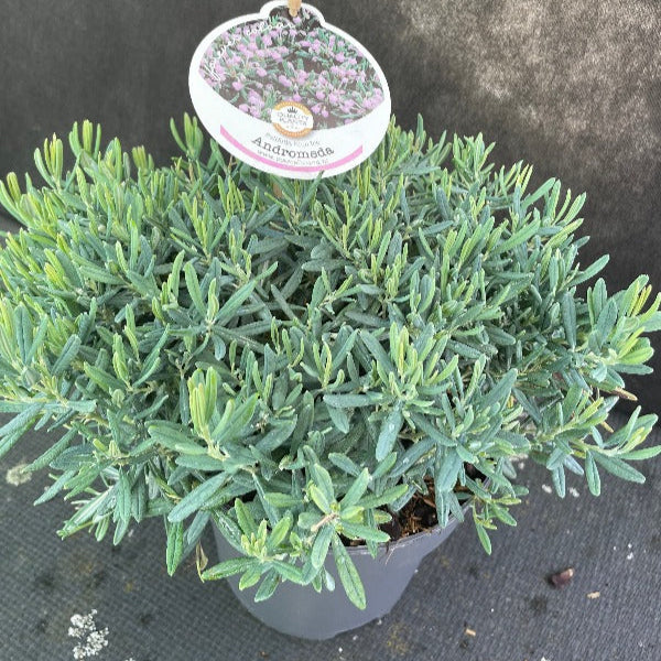 Bilde av Andromeda polifolia 'Blue Ice'-Spanne Plantesalg