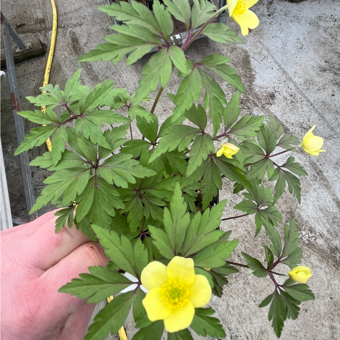 Bilde av Anemone lipsiensis-Spanne Plantesalg