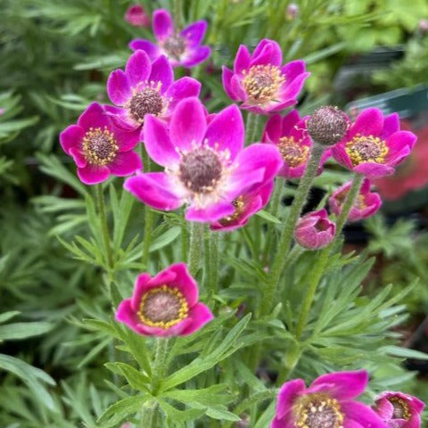Bilde av Anemone m. 'Annabella Deep Rose'-Spanne Plantesalg