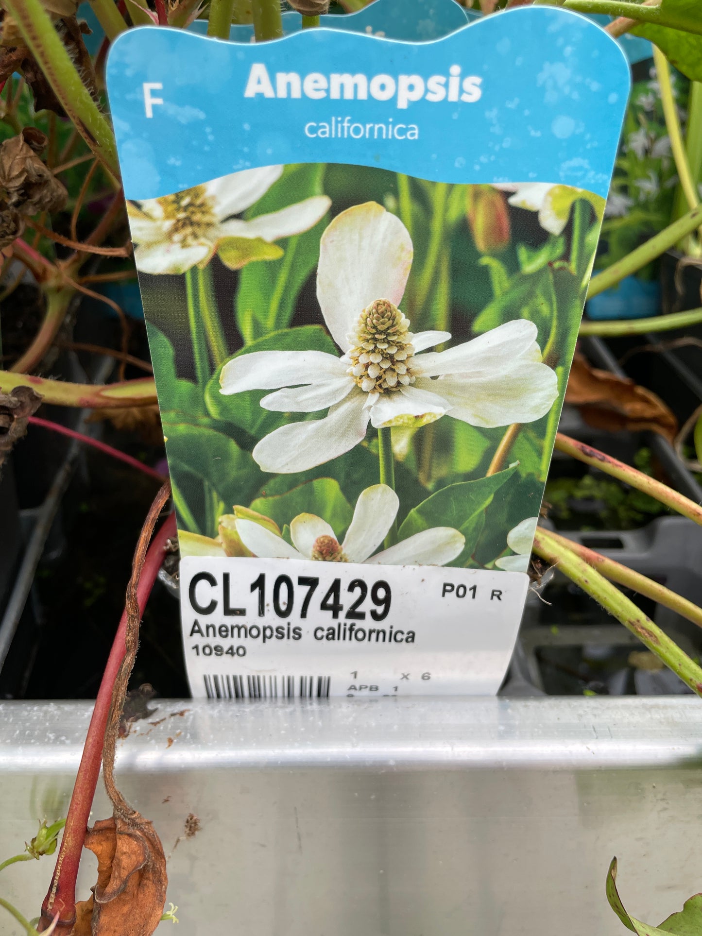 Bilde av ANEMOPSIS CALIFORNICA 18x18-Spanne Plantesalg