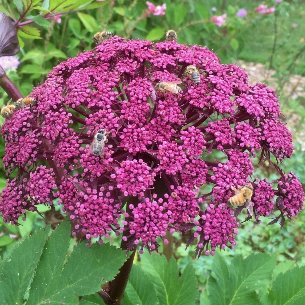 Bilde av Angelica gigas-Spanne Plantesalg