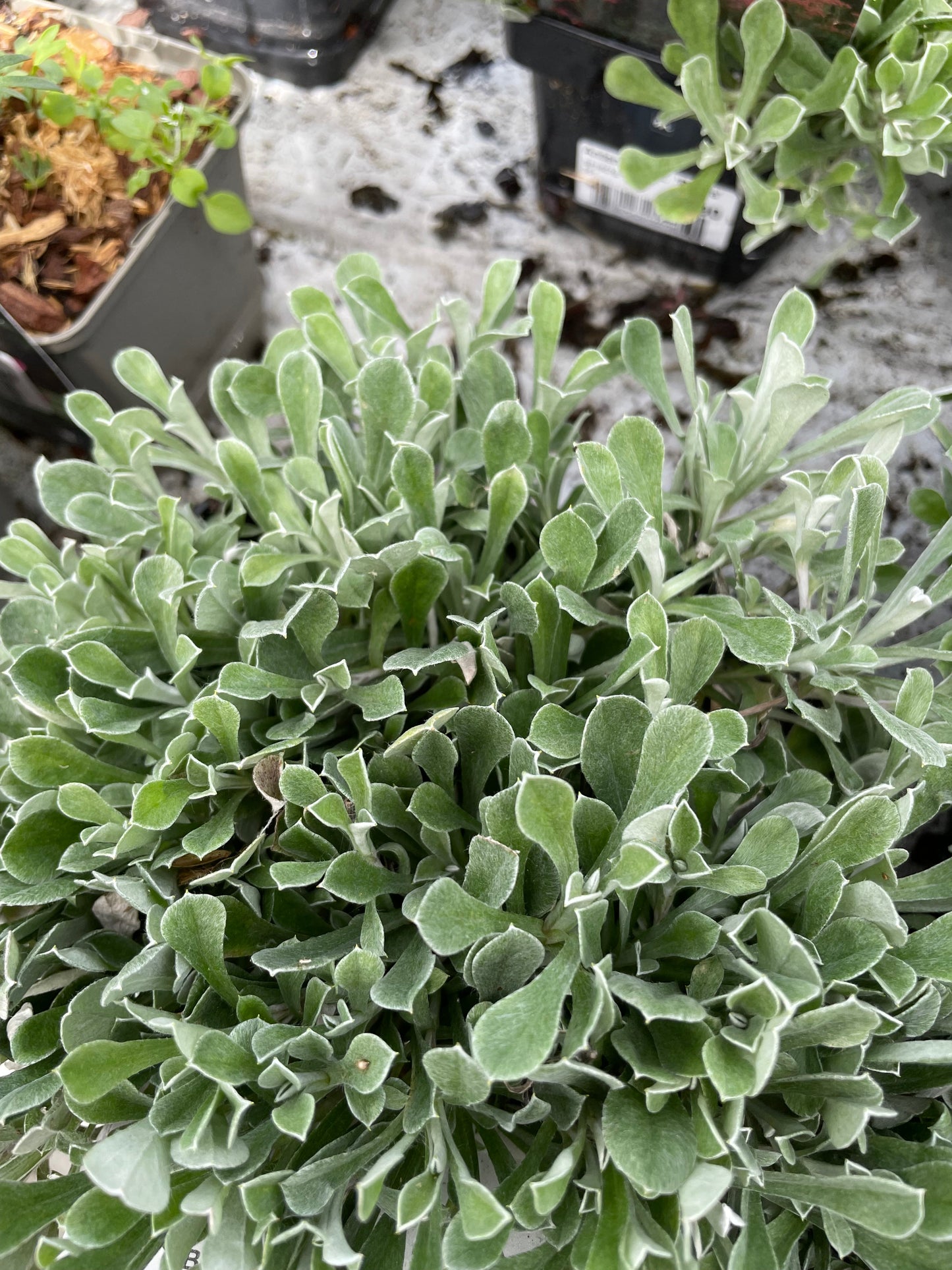 Bilde av Antennaria d. 'Rubra'-Spanne Plantesalg