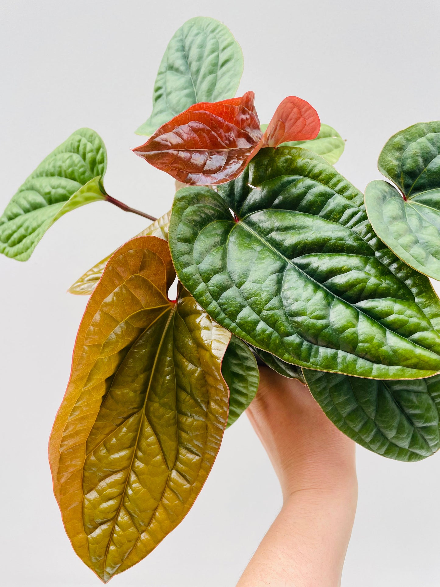 Bilde av Anthurium luxurians x radicans, 12 cm potte-Spanne Plantesalg