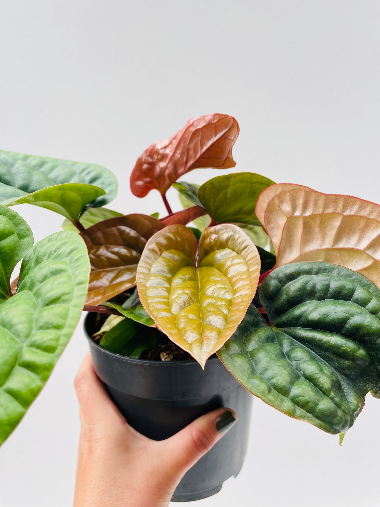Bilde av Anthurium luxurians x radicans, 12 cm potte-Spanne Plantesalg