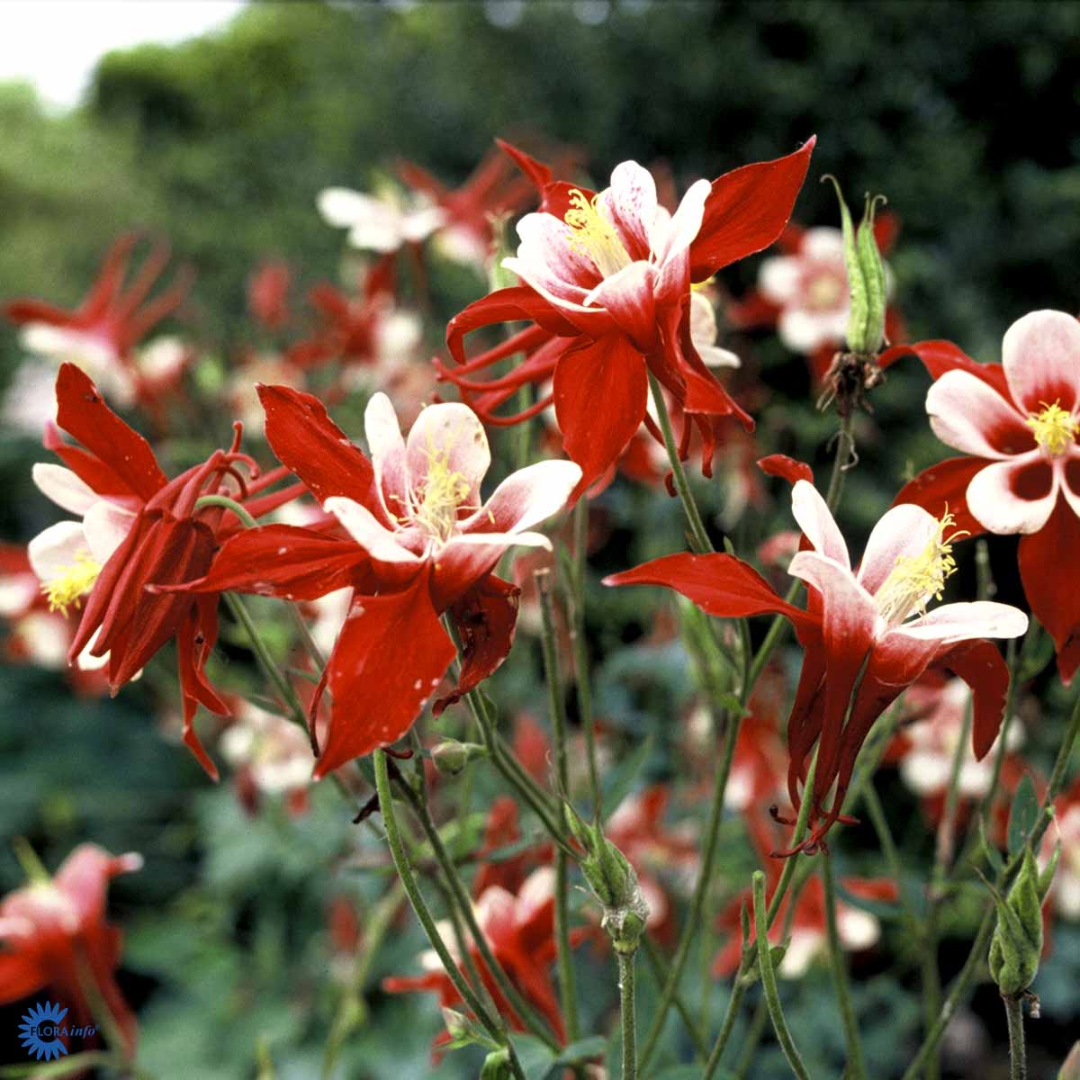 Bilde av Aquilegia 'Crimson Star'-Spanne Plantesalg
