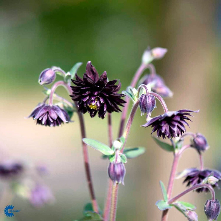 Bilde av Aquilegia v. 'Black Barlow'-Spanne Plantesalg