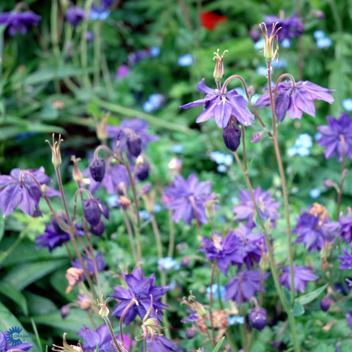 Bilde av Aquilegia v. 'Blue Barlow'-Spanne Plantesalg