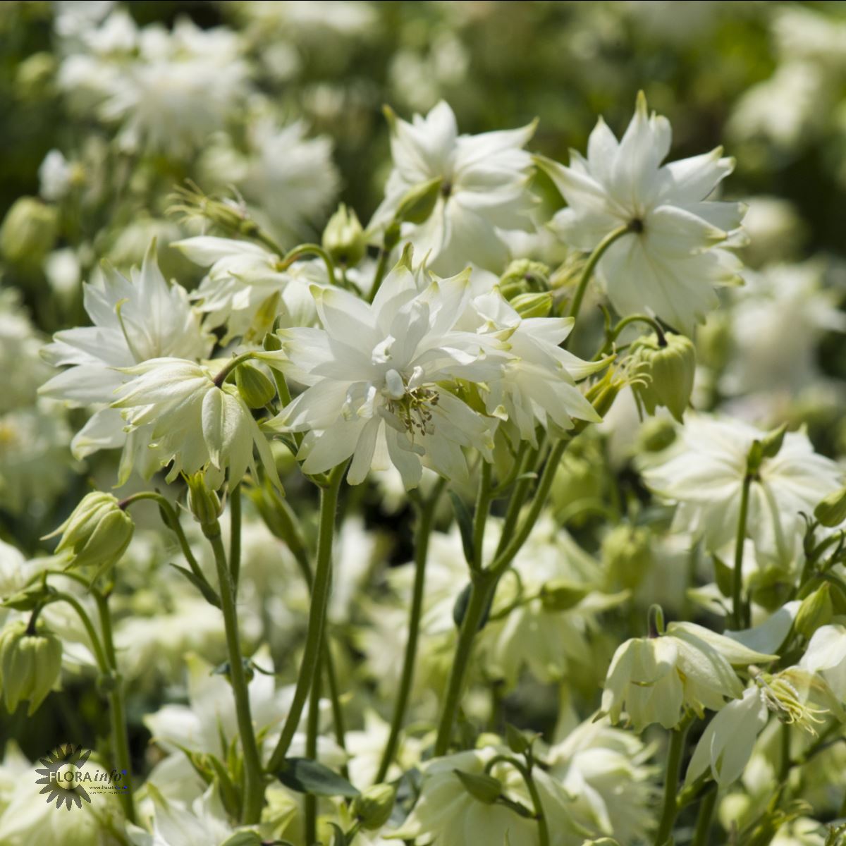 Bilde av Aquilegia v. 'White Barlow'-Spanne Plantesalg
