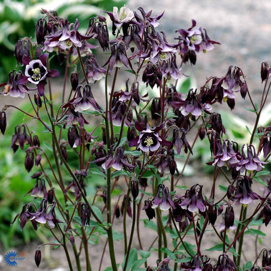 Bilde av Aquilegia v. 'William Guiness'-Spanne Plantesalg