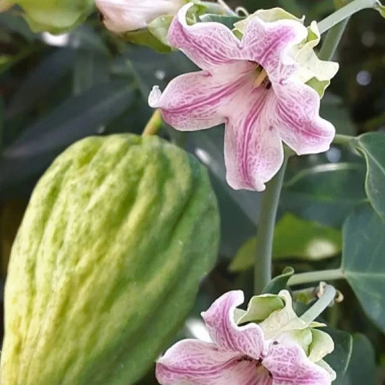 Bilde av Araujia sericifera-Spanne Plantesalg