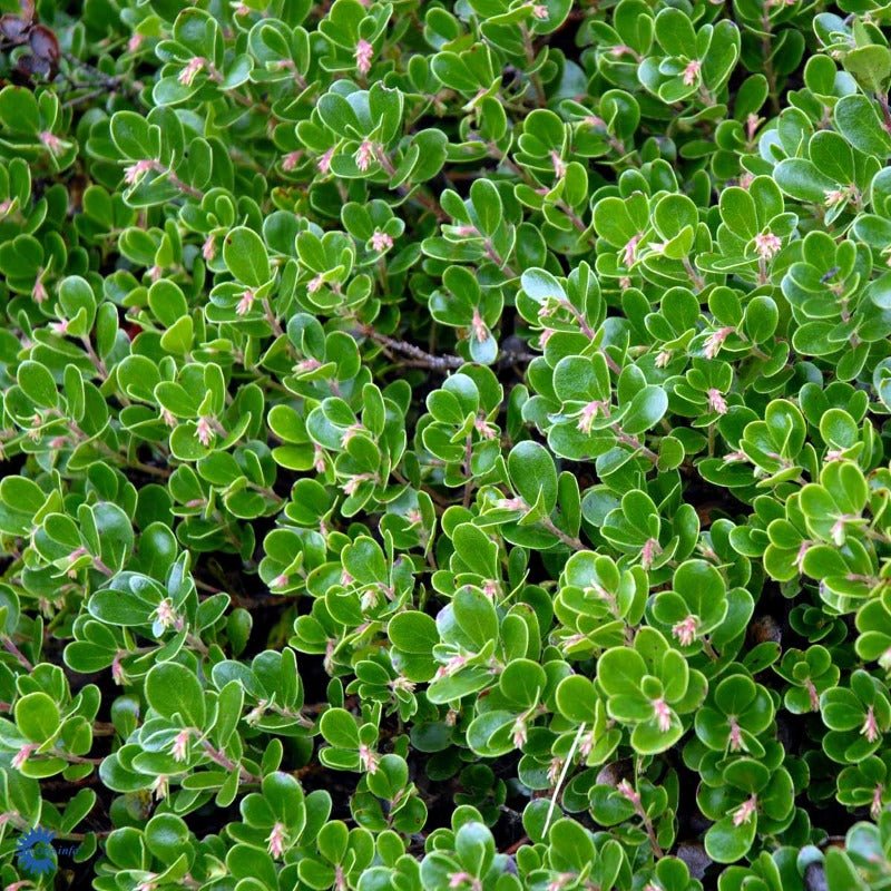 Bilde av Arctostaphylos uva. 'Vanc. Jade'-Spanne Plantesalg