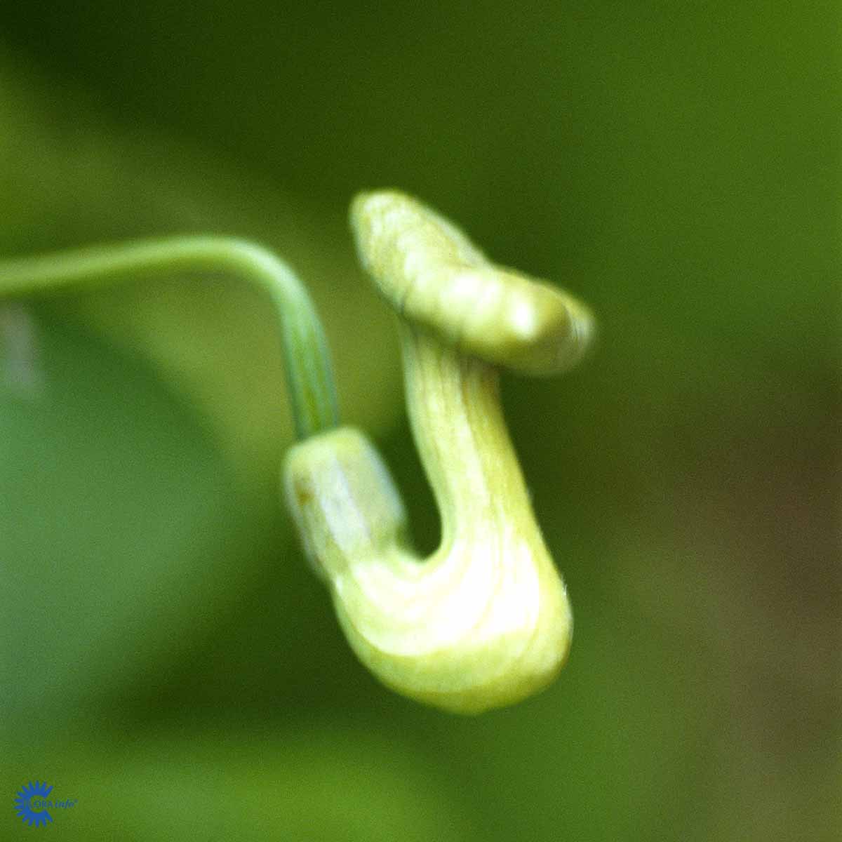 Bilde av Aristolochia macrophylla-1-Spanne Plantesalg