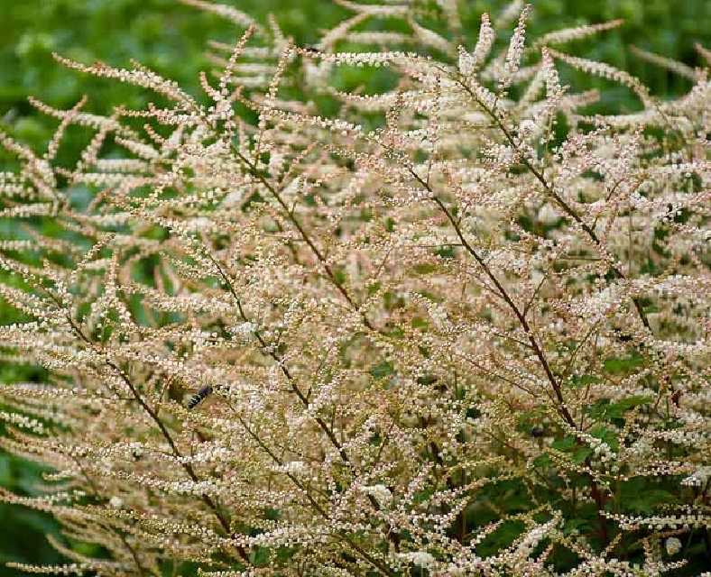 Bilde av ARUNCUS Chantilly Lace-Spanne Plantesalg