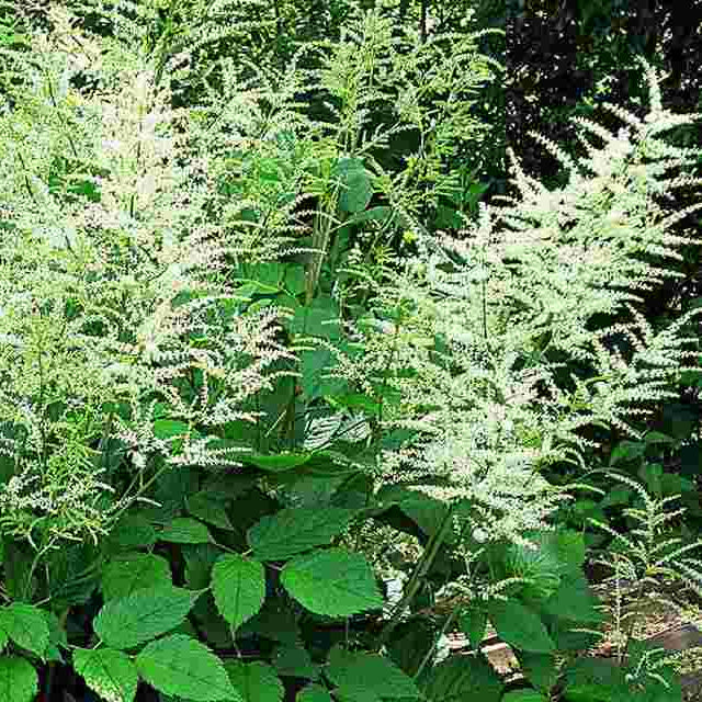 Bilde av ARUNCUS Fairy Hair-Spanne Plantesalg