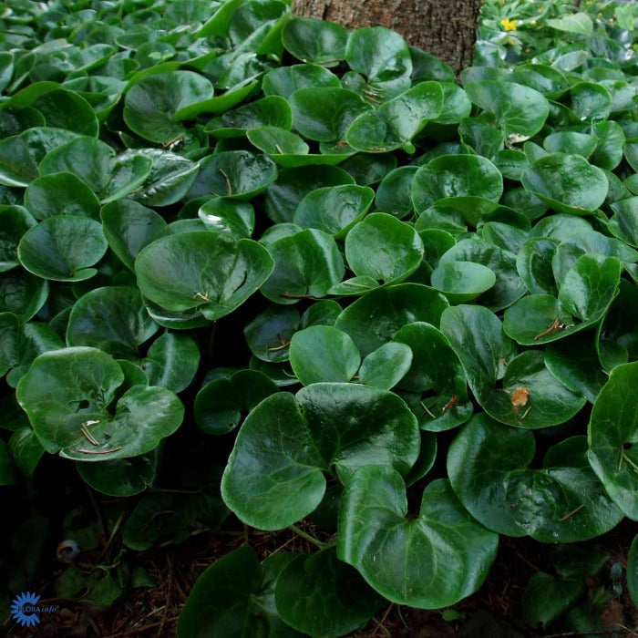 Bilde av Asarum europaeum-Spanne Plantesalg