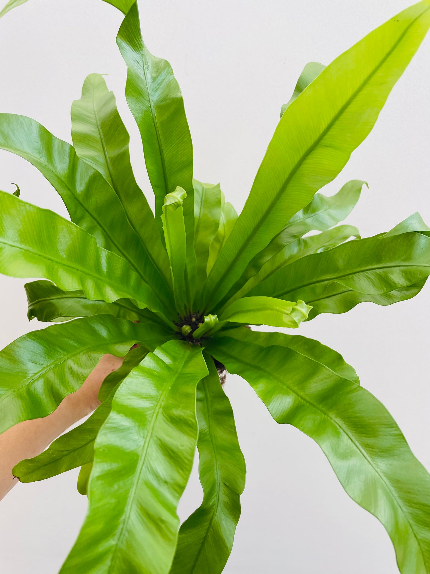 Bilde av Asplenium antiquum-Spanne Plantesalg