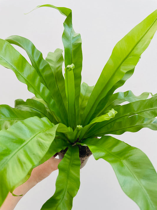 Bilde av Asplenium antiquum-Spanne Plantesalg