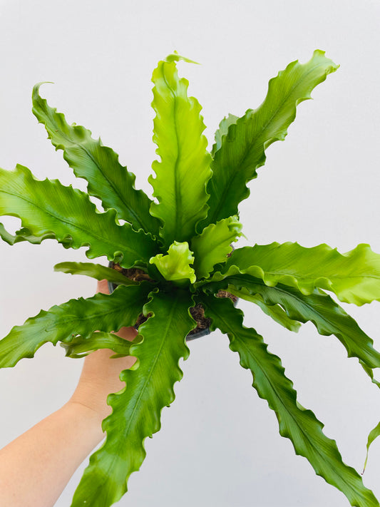 Bilde av Asplenium nidus-Spanne Plantesalg