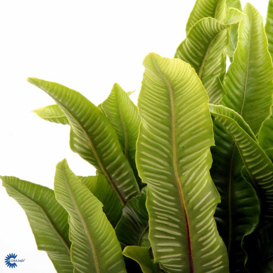 Bilde av Asplenium scolopendrium C3-Spanne Plantesalg