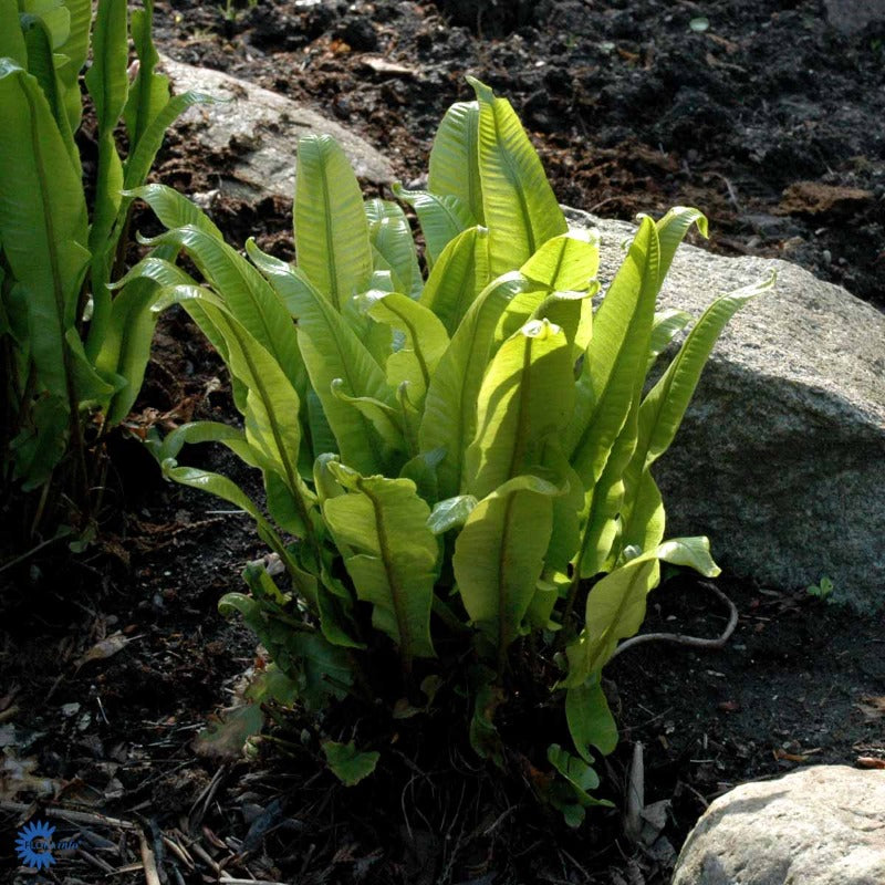 Bilde av Asplenium scolopendrium C3-Spanne Plantesalg