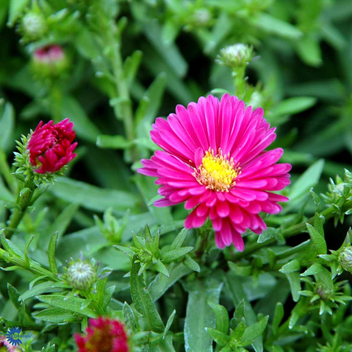 Bilde av Aster (D) 'Jenny'-Spanne Plantesalg