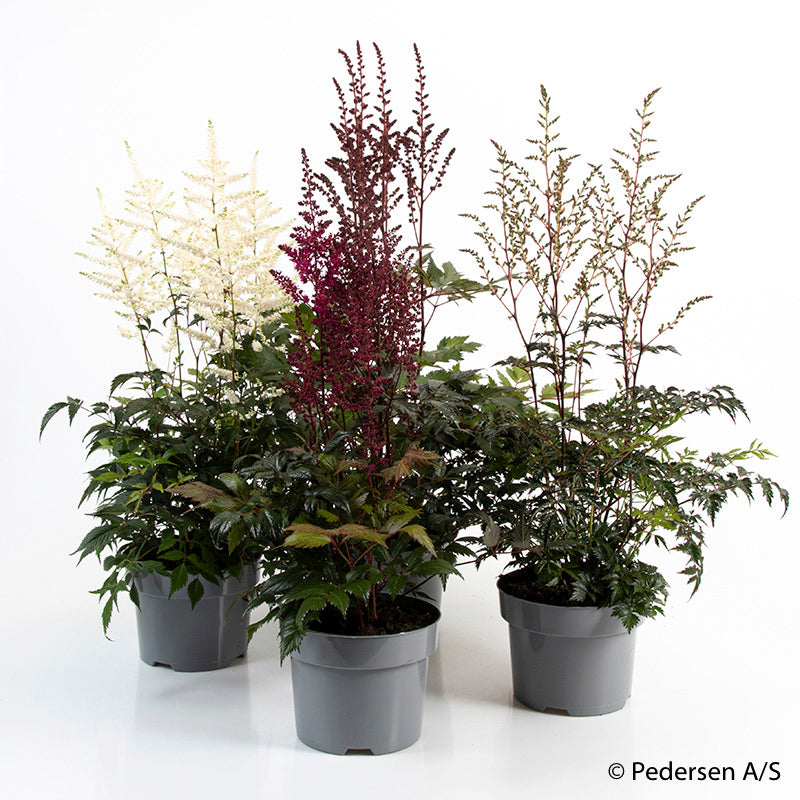 Bilde av ASTILBE ARENDSII-HYBRID-Spanne Plantesalg
