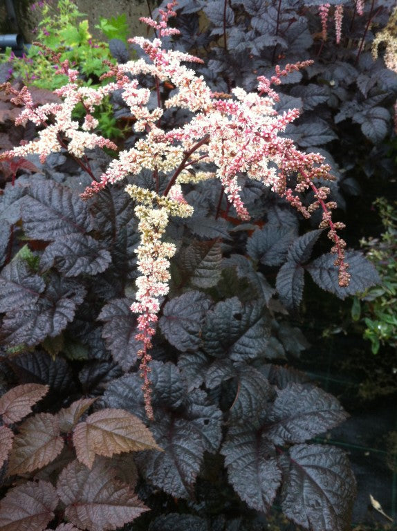Bilde av Astilbe thunbergii 'Chocolate shogun'-Spanne Plantesalg