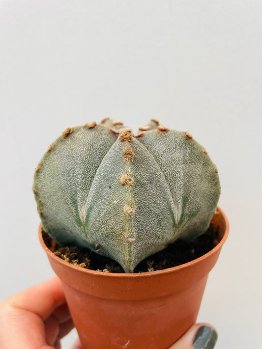 Astrophytum myriostigma