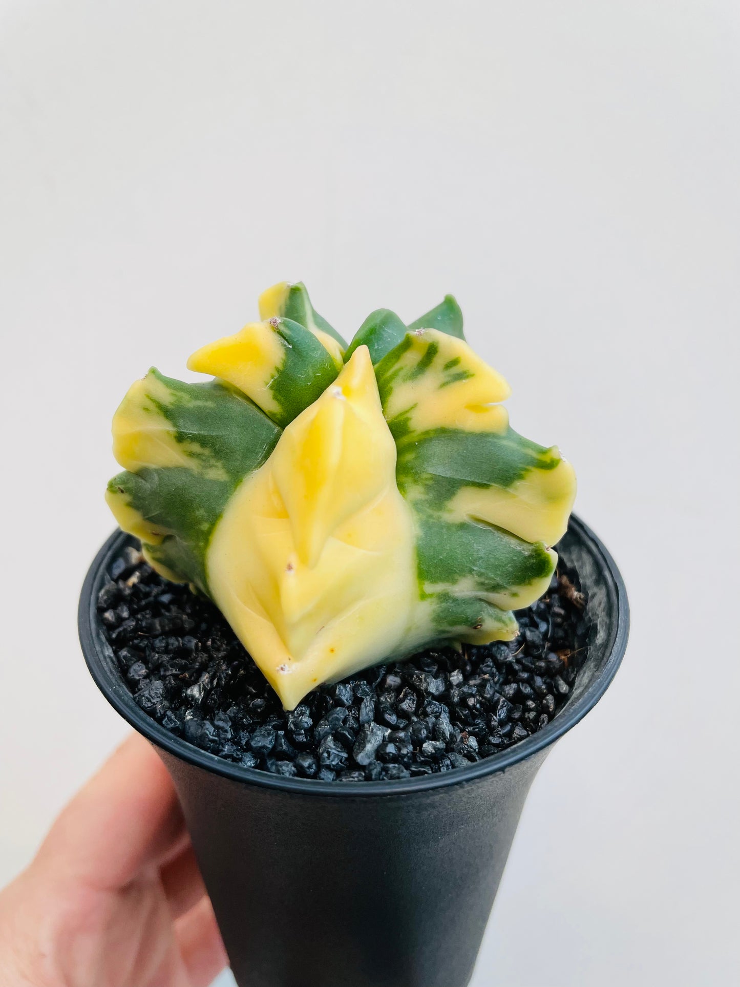 Bilde av Astrophytum myriostigma ‘Variegata’-Spanne Plantesalg
