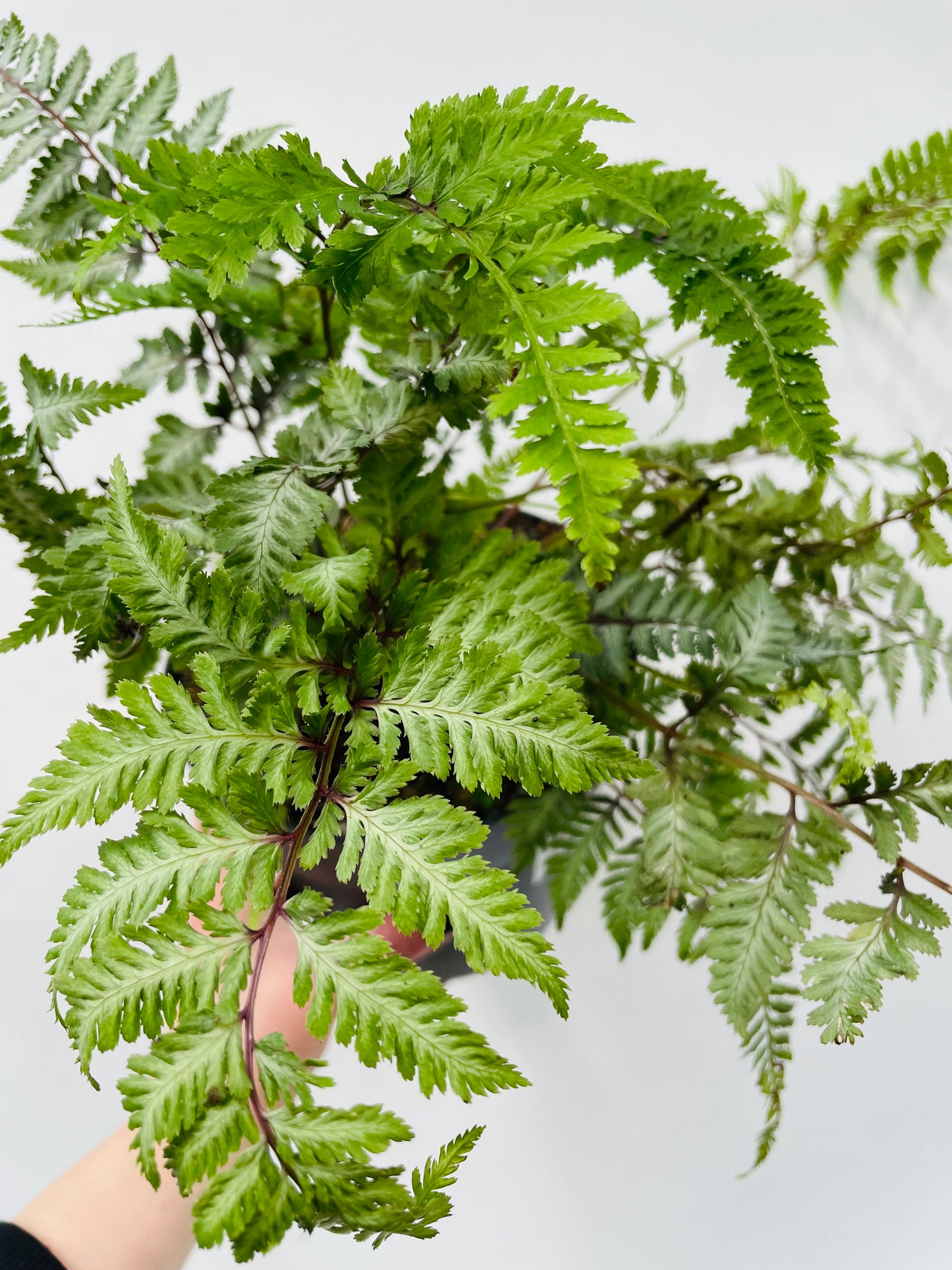 Bilde av Athyrium nip. ‘Red Beauty’-Spanne Plantesalg