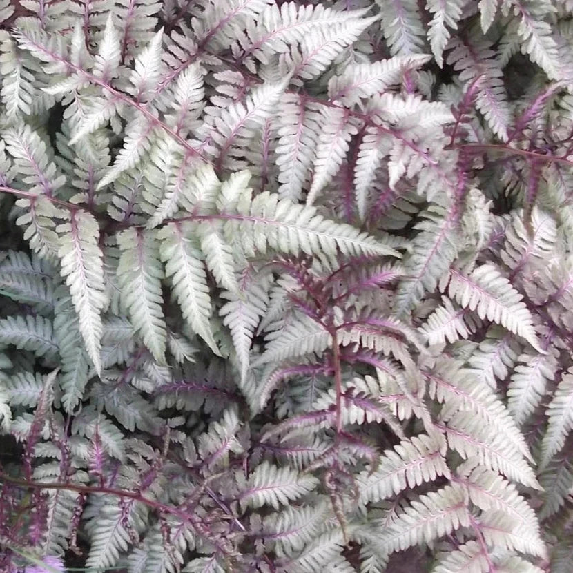 Bilde av Athyrium niponicum 'Ursula's Red'-Spanne Plantesalg