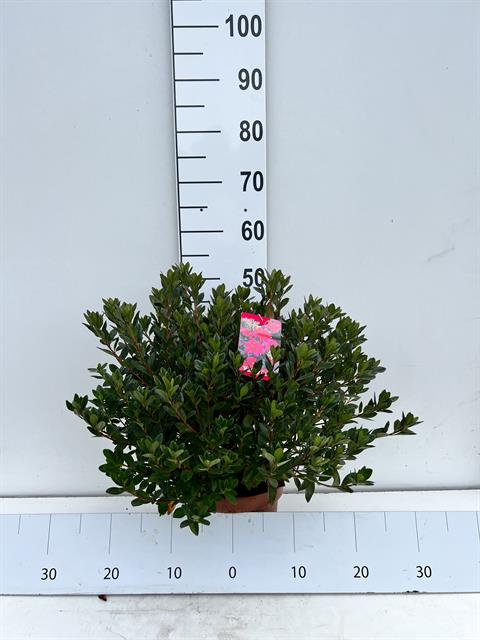 Bilde av Azalea Japonica Mix-Spanne Plantesalg