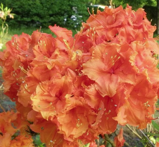 Bilde av AZALEA MOLLIS KNAPHILL GIBRALTAR-Spanne Plantesalg