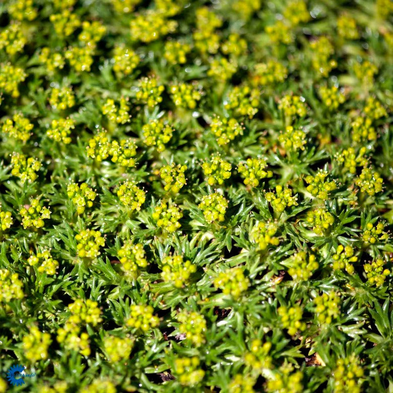 Bilde av Azorella trifurcata-Spanne Plantesalg