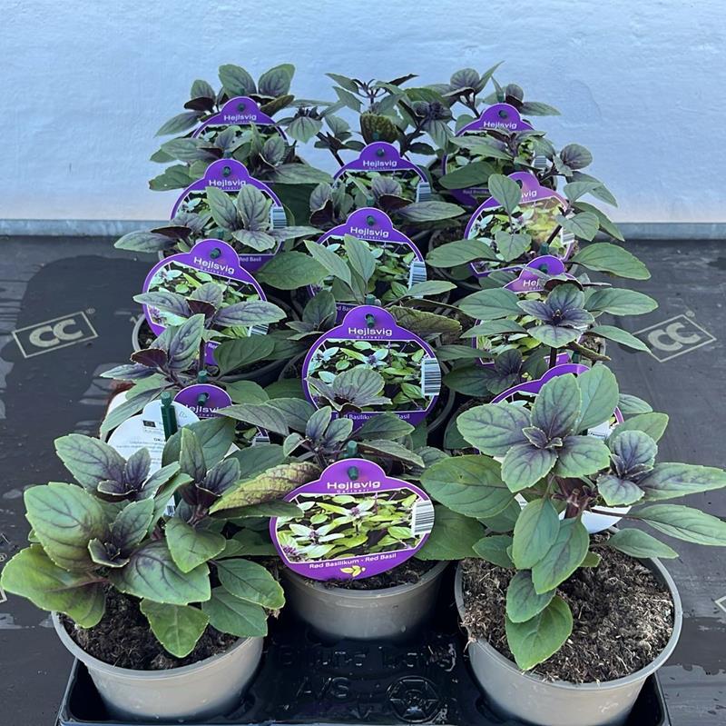 Bilde av BASILIKUM 'MAGIC MOUNTAIN'-Spanne Plantesalg