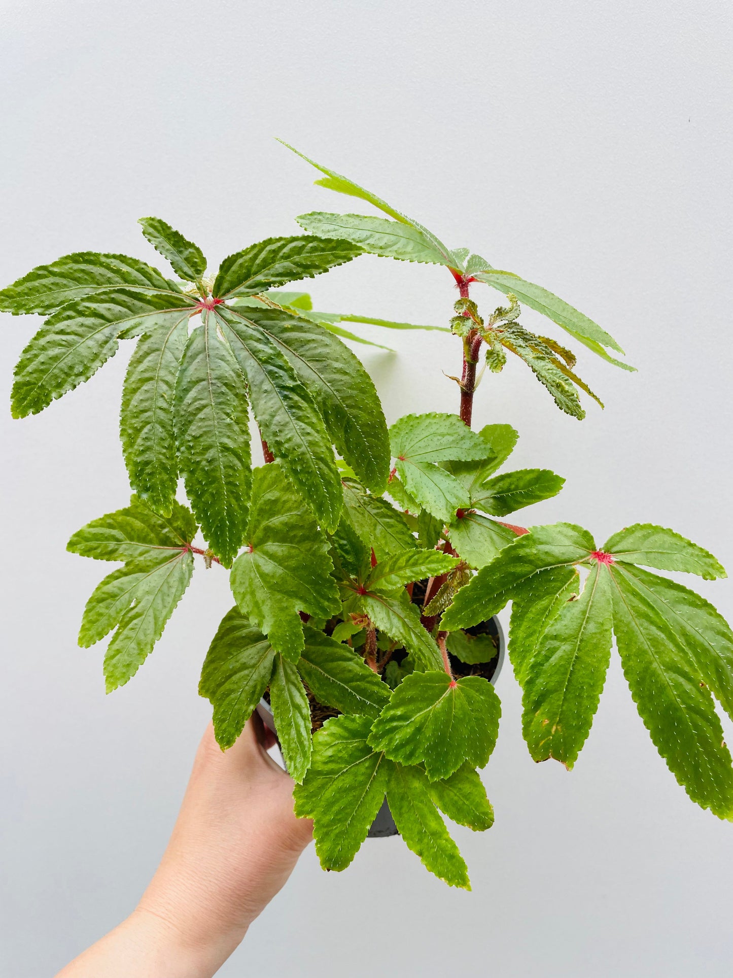 Bilde av Begonia 'Luxurians' 12 cm potte-Spanne Plantesalg