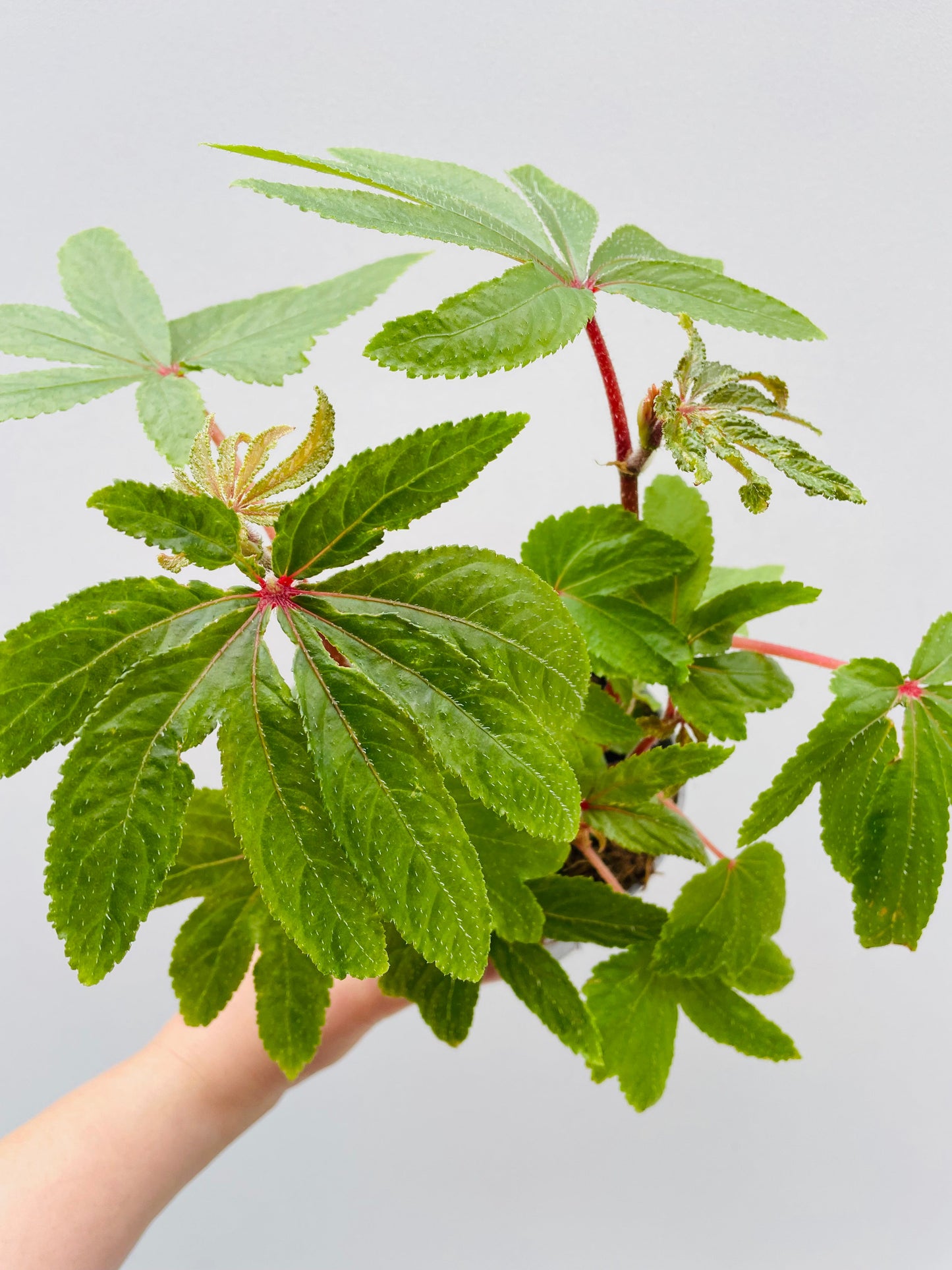 Bilde av Begonia 'Luxurians' 12 cm potte-Spanne Plantesalg