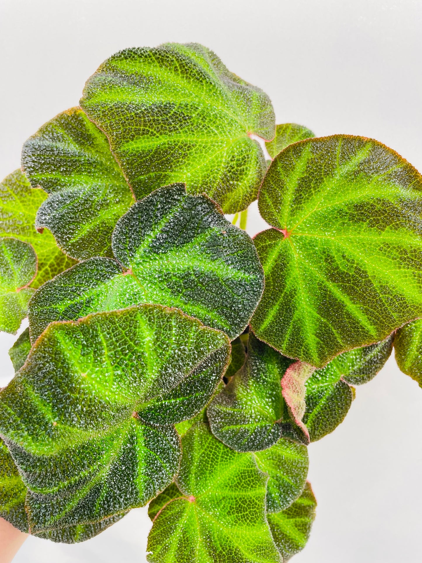 Bilde av Begonia soli mutata-Spanne Plantesalg