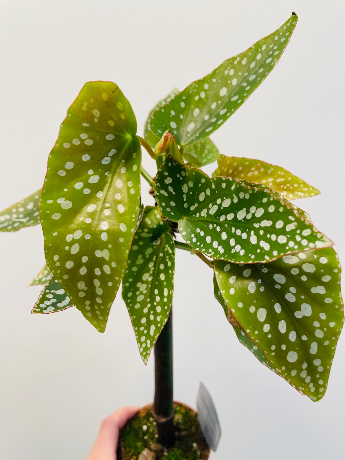 Bilde av Begonia ‘Tamaya’-Spanne Plantesalg