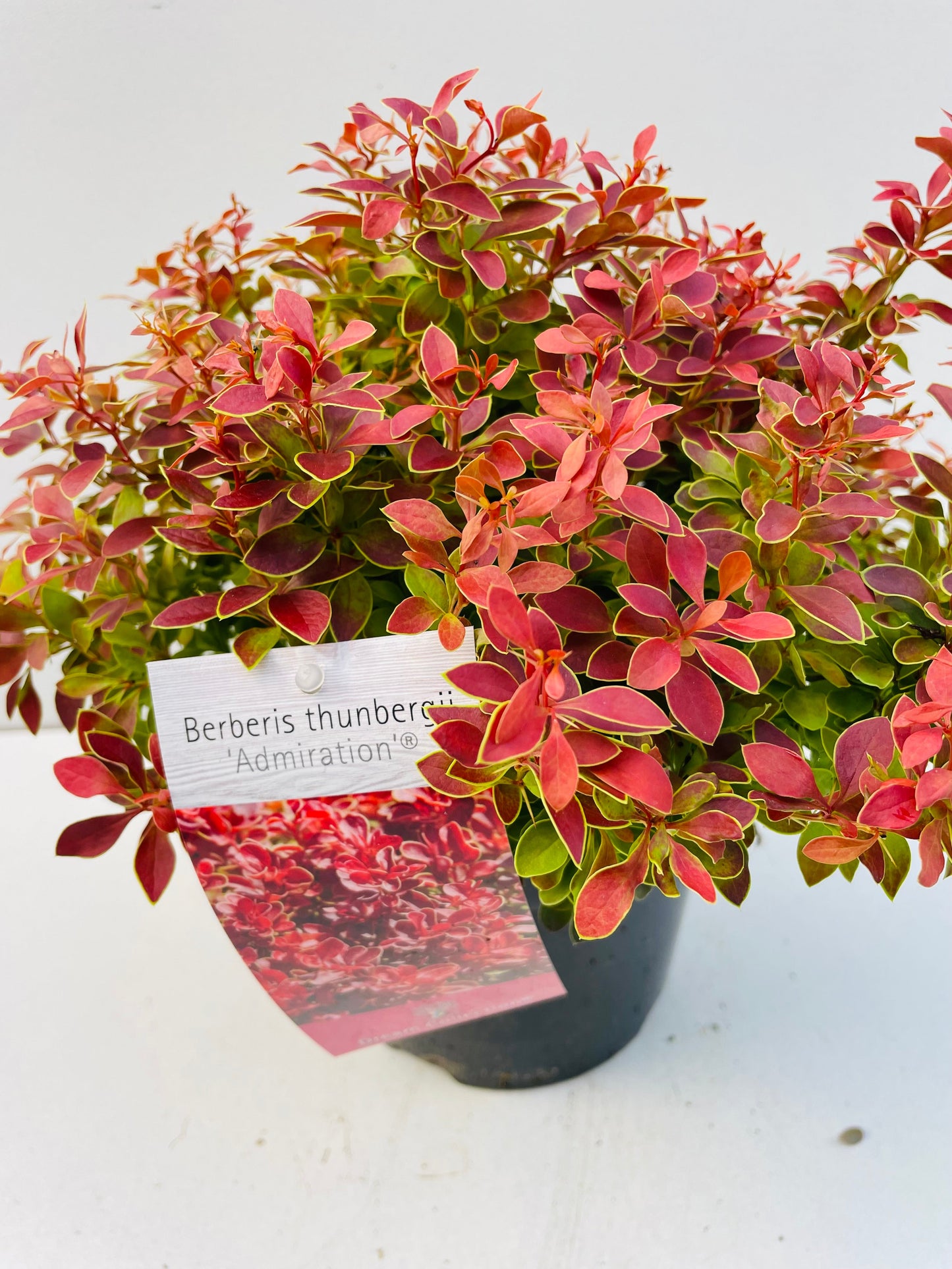 Bilde av BERBERIS THUNBERGII ADMIRATION-Spanne Plantesalg
