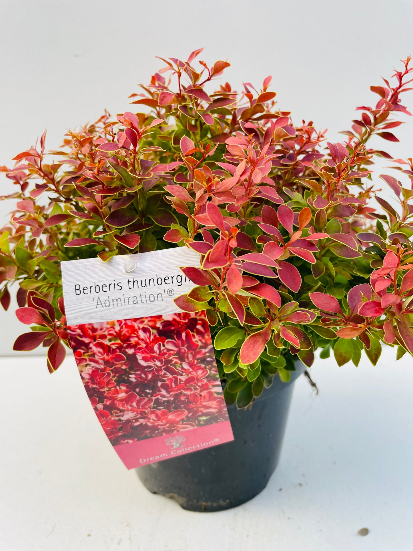 Bilde av BERBERIS THUNBERGII ADMIRATION-Spanne Plantesalg
