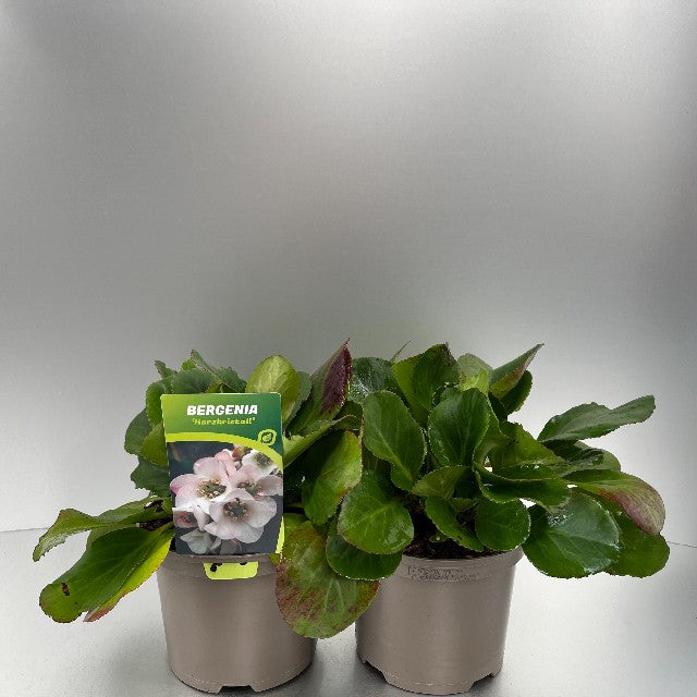 Bilde av BERGENIA CORDIFOLIA HARZKRISTALL-Spanne Plantesalg